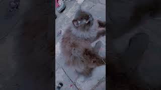 Lo price #parision cat #for sale #in muzaffarnagar #uttar pradesh