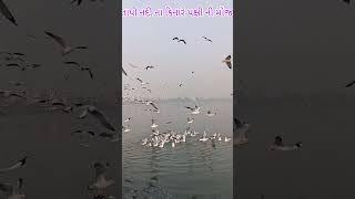 તાપી નદી પર વિદેશી પક્ષી જોવા મળ્યા