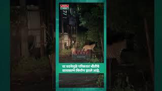 Ahmednagar leopard Video | राहुरीमध्ये  मोठ्या प्रमाणात बिबट्यांचा वावर,परिसरात भीतीचे वातावरण