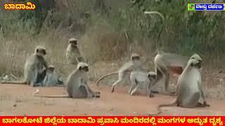 Badami Monkey s l ಮಂಗಗಳದೆ ದರ್ಭರ್ ಬದಾಮಿ ತಲುಕಿನಲ್ಲಿನ ದೃಶ್ಯl Bagalkota