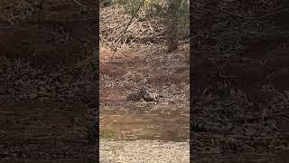 Adorable pair at Bandhavgarh National Park