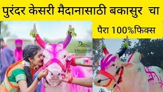 पुरंदर  केसरी मैदानासाठी बकासुर  चा पैरा 100%फिक्स