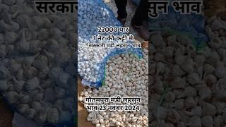 गोतमपुरा मंडी लहसुन भाव 23 नवंबर 2024