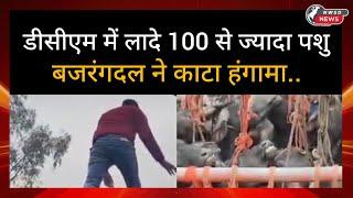 अमरोहा: डीसीएम में लादे 100 से ज्यादा पशु..बजरंगदल ने काटा हंगामा