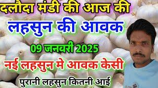 दलौदा मंडी आज की नई लहसुन की आवक 09 जनवरी 2025 | new ooty garlic arrival today daloda Mandi