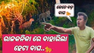 ରାଜକନିକା ରେ ବାହାରିଲା ହେଟା ବାଘ.... 🐆||village||Gudusangitavlogs