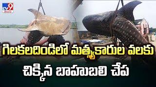 Machilipatnam : గిలకలదిండిలో మత్స్యకారుల వలకు చిక్కిన బాహుబలి చేప | Bahubali Fish - TV9