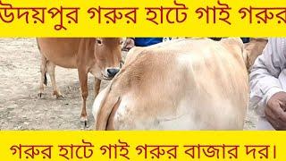 উদয়পুর গরুর হাটে গাই গরুর বাজার দর।