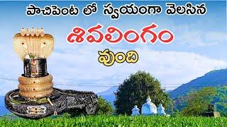 తాడురు లో స్వయంగా వెలసిన శివలింగం | Thaduru | pachipenta