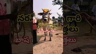 నరసింహులు గారి గిత్తలు పెద్ద నెలటూరు గ్రామం గోనెగండ్ల మండలం