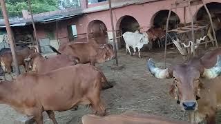 गौशाला नसीराबाद में गुड खिलाने का वह सेवा करने का सौभाग्य प्राप्त हुआ