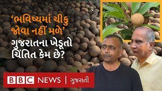 Chikoo Farming: Navsari ના ચીકુનું ઘટ્યું ઉત્પાદન, ભવિષ્યમાં જોવા નહીં મળે?