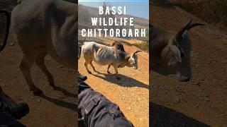 Bassi wild life sanctury off-road|