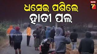 Elephant Terror in Patana Range,Kendujhar | କେନ୍ଦୁଝର ପାଟଣା ରେଞ୍ଜରେ ୨୭ ଟିକିଆ ହାତୀପଲ | PrameyaNews7