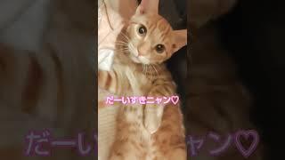 #shorts キャリーケースが大好きな猫ちゃん