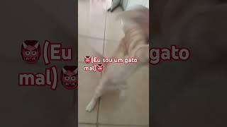 Gato mau kkkk