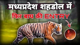 शहडोल कि सड़कों पर खुलेआम घूम रहा बाघ 😱 MP Shahdol Tiger Entry