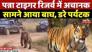 Panna Tiger Reserve Video: पन्ना टाइगर रिजर्व में अचानक सामने आया बाघ, डरे पर्यटक | Video Viral