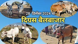 दिग्रस बैलबाजार 28 डिसेंबर 2024 l खिलार, कांकरेज व गावरान बैलजोड्या l