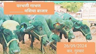 Parbhani mahies bajar (परभणी महिस् बाजार)🐃👑 गाभण  भाकड महीस 22.09.2024.