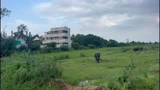 2 Acre of Agricultural land for sale || Rajupeta, Krishna Dist., || AP ||