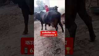 टॉप का नगीना बिकाऊ श्रीगंगानगर से राजस्थान सिर्फ 65000