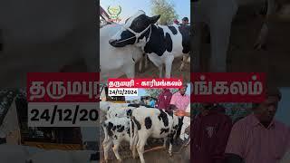 காரிமங்கலம் மாட்டு சந்தை- கன்று குட்டிகளின் விலை நிலவரங்கள் #cow market