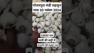 गोतमपुरा मंडी लहसुन भाव 20 नवंबर 2024