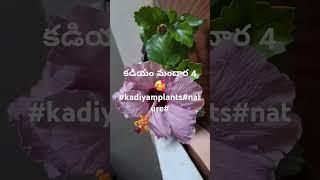 కడియం variety mandara