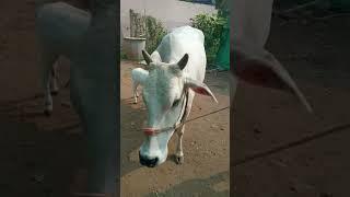 ప్యూర్ పుంగనూరు పెయ్య దూడ 😍| pure punganuru female calf |