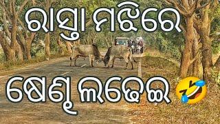 ପଟ୍ଟାମୁଣ୍ଡାଇ ରାସ୍ତା ମଝିରେ ଷେଣ୍ଢ ଲଢେଇ // Bull Fighting On Rod Pattamundie 2025 //