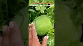 Fresh Ash Gourd Pumpkin In Chitradurga Karnataka 26/09/2024