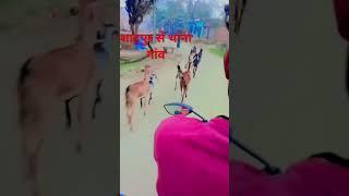 शाहपुर से थाना गांव