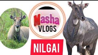 Nilgai in karimnagar Deer Park |Amazing Five Facts about Nilgai |