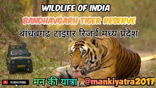 BANDHAVGARH TIGER RESERVES (mp)........