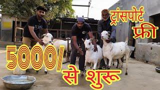 हनुमानगढ़ best beetal Goat 🐐 सलीम भाई ने दी पूरी जानकारी ट्रांसपोर्ट के बारे में अब होगा😲फ्री