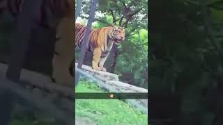 kolar dam me tiger dikha full video😱😱