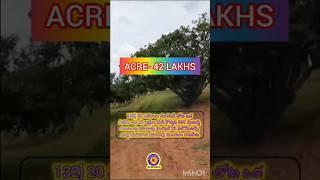 20 Acres🏡 mango garden sale||🥭 Rajpet mandal, Bhuvanagiri Yadadri  district, Acre-42 lakhs, Yadadri