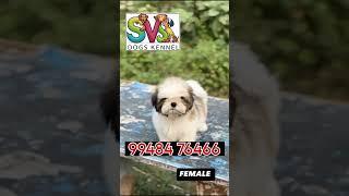 🐶 SVS dog and puppy🐕‍🦺 kennel nizamabad🦮 Telangana 🐕....