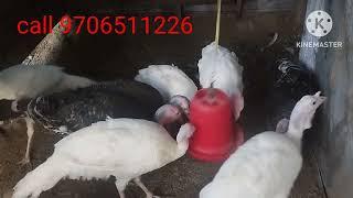 তেজপুৰ ত টাৰকী পোৱালী বিক্রি কৰা হব। turkey puaali available at tezpur.. 9706511226