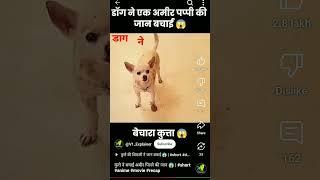 डग।ने। बेचारा। कुत्तों 🐶🐶🐶🐶🐶