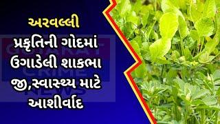 અરવલ્લી : પ્રકૃતિની ગોદમાં ઉગાડેલી શાકભાજી,સ્વાસ્થ્ય માટે આશીર્વાદ