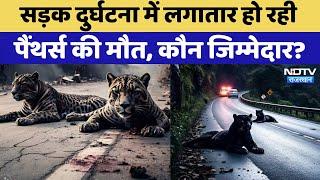 Rajasthan में Road Accident में लगातार हो रही Panthers की मौत, कौन जिम्मेदार? | Viral Videos