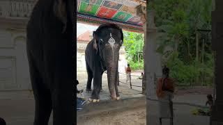 Dancing Elephant in Kumbakonam temple #tamilnadu #shorts #kumbakonam #elephant #temple ple