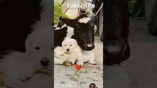 Good  dog 🐕#Viral video  # Cute a dog.Gaya bhaske saath khimta #doglover #like #shortsvideo #डग ♥️♥️