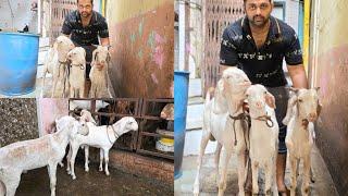 AL- Tamim Goat Farm in Kurla West pipe line | Amir Bhai 7738925300