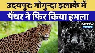 Udaipur Panther Attack: आदमखोर Panther ने फिर  किया हमला, गाय को बनाया शिकार | Gogunda  Latest News