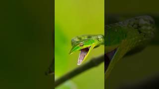 Wildlife at Nayachar