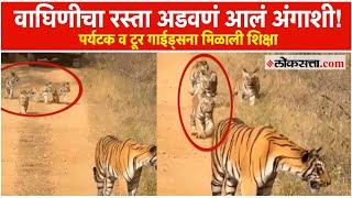 Nagpur Tiger Case: वाघिणीचा रस्ता अडविला पडलं महागात; न्यायालयाने ठोठावली शिक्षा