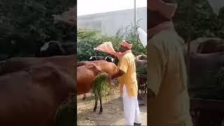 श्री कृष्ण गौ सेवा समिति कोटा, राजस्थान गौ माता की जय